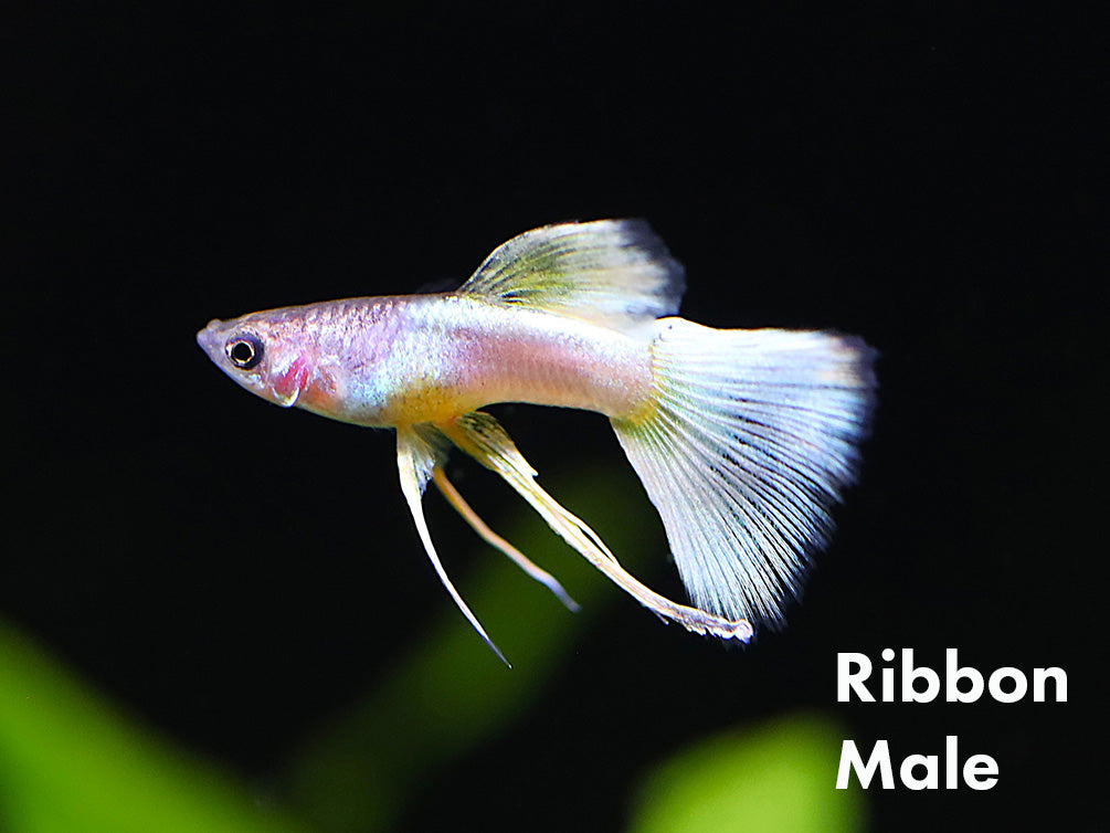 Pingu Guppy (Poecilia reticulata var. “Pingu”), Males and Females, Tank-Bred!