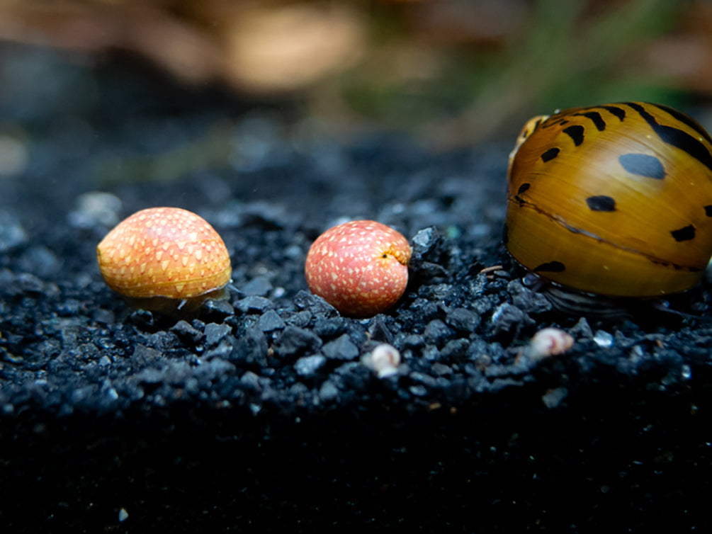 Pink Lady Nerite Snail - (Clithon sowerianum- "Pink Lady")