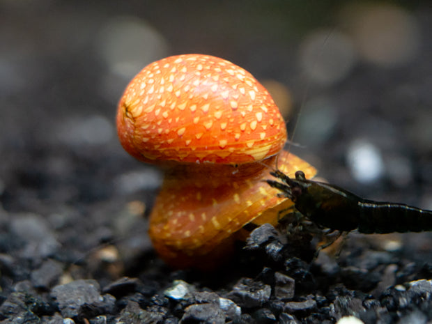 Pink Lady Nerite Snail - (Clithon sowerianum- "Pink Lady")
