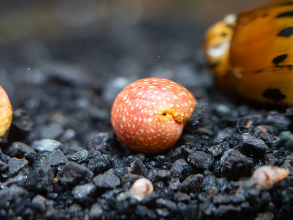 Pink Lady Nerite Snail - (Clithon sowerianum- "Pink Lady")