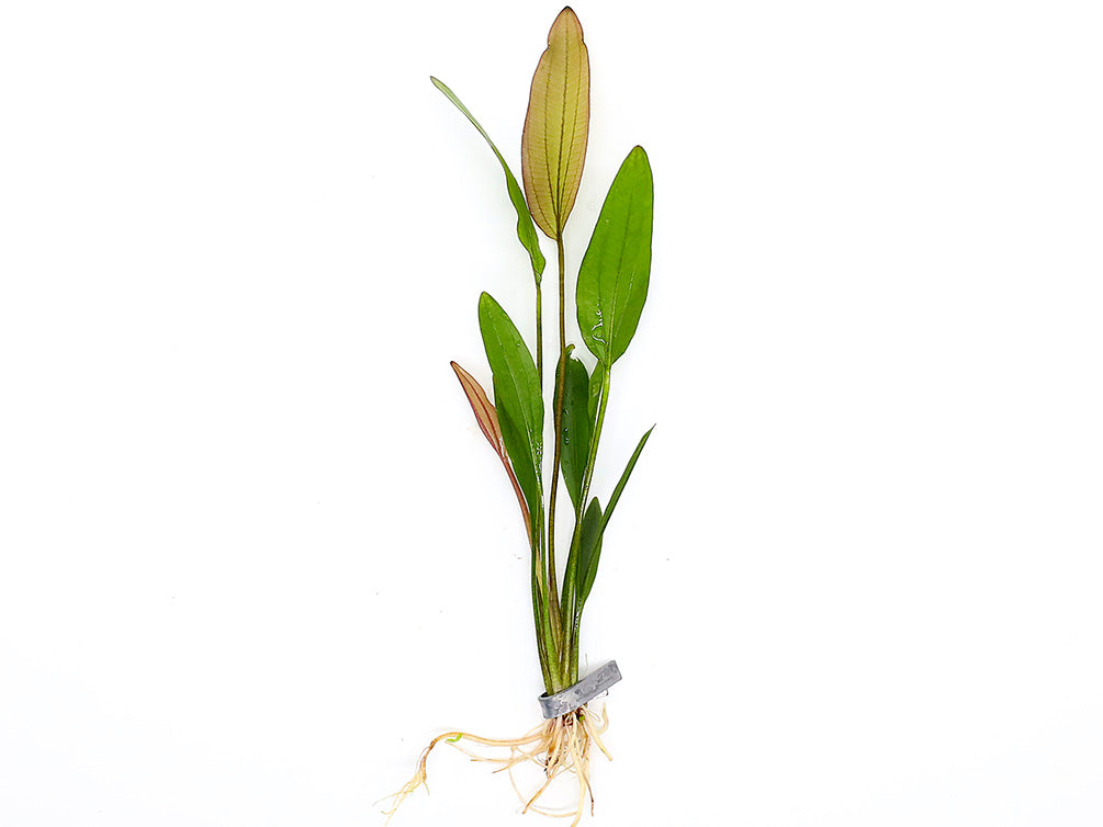 Pink Miracle Sword Plant (Echinodorus sp. ‘Pink Miracle’) – Bareroot or Potted