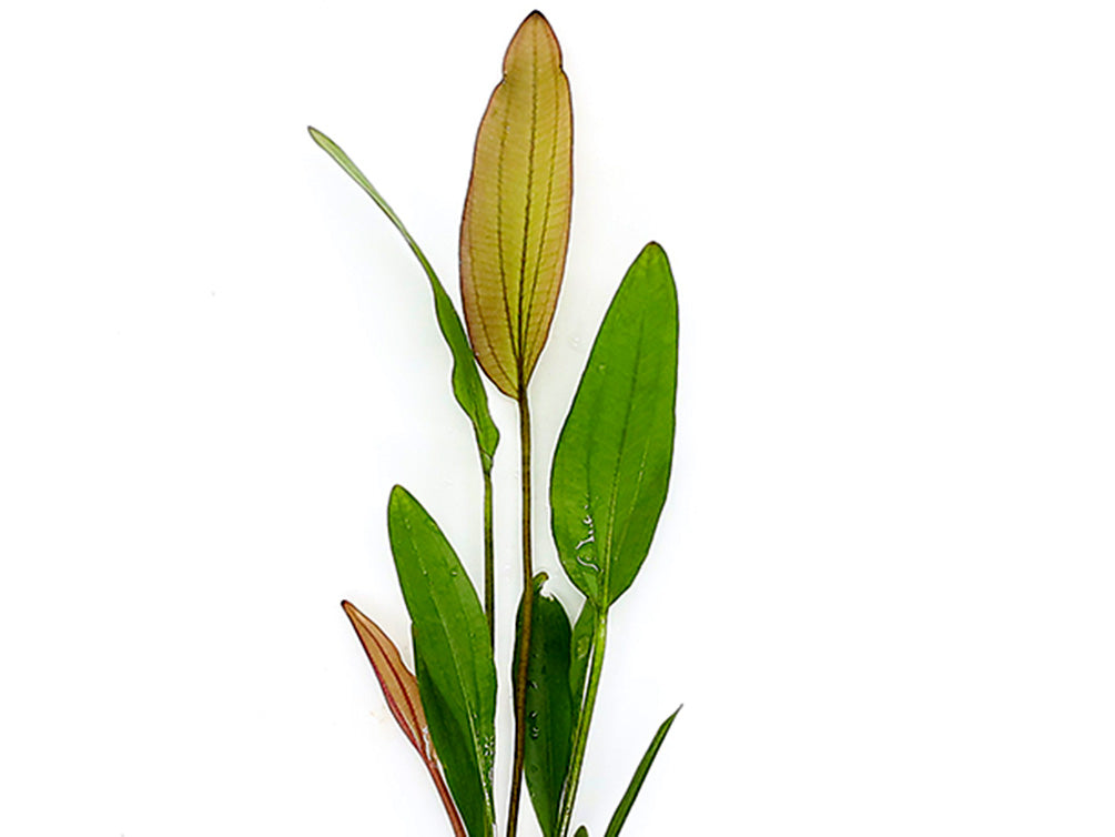 Pink Miracle Sword Plant (Echinodorus sp. ‘Pink Miracle’) – Bareroot or Potted
