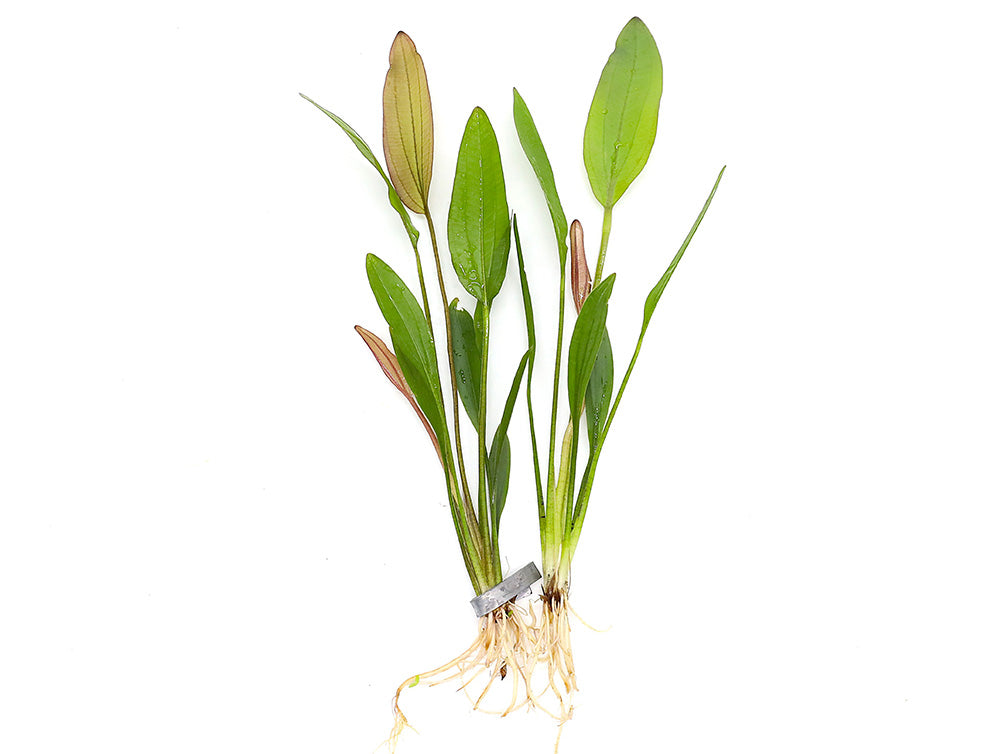 Pink Miracle Sword Plant (Echinodorus sp. ‘Pink Miracle’) – Bareroot or Potted