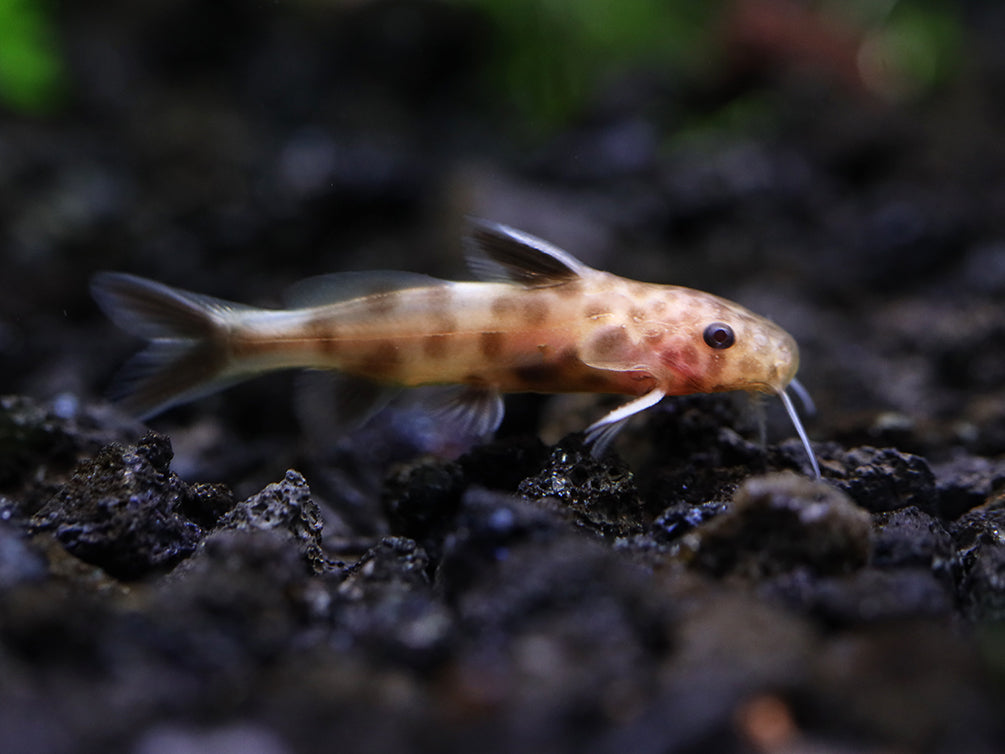 Dwarf Pink Petricola Catfish (Synodontis petricola "Pink")