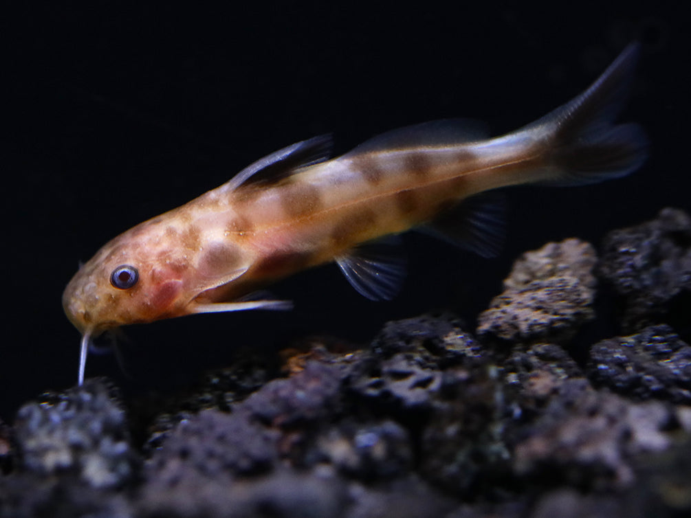 Dwarf Pink Petricola Catfish (Synodontis petricola "Pink")