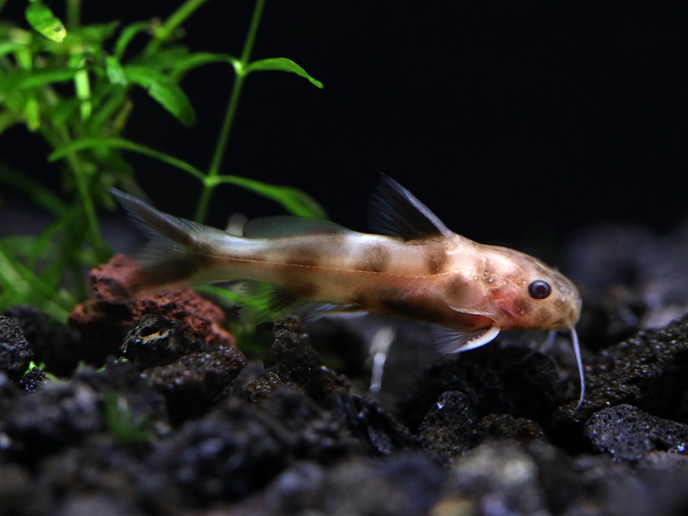 Dwarf Pink Petricola Catfish (Synodontis petricola "Pink")