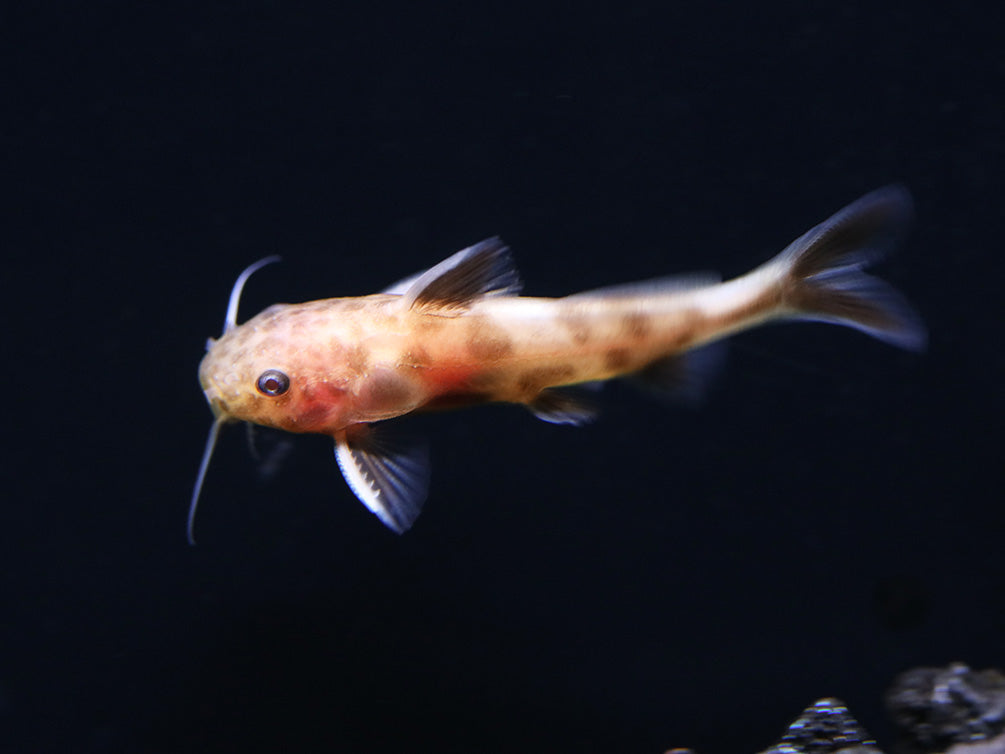 Dwarf Pink Petricola Catfish (Synodontis petricola "Pink")