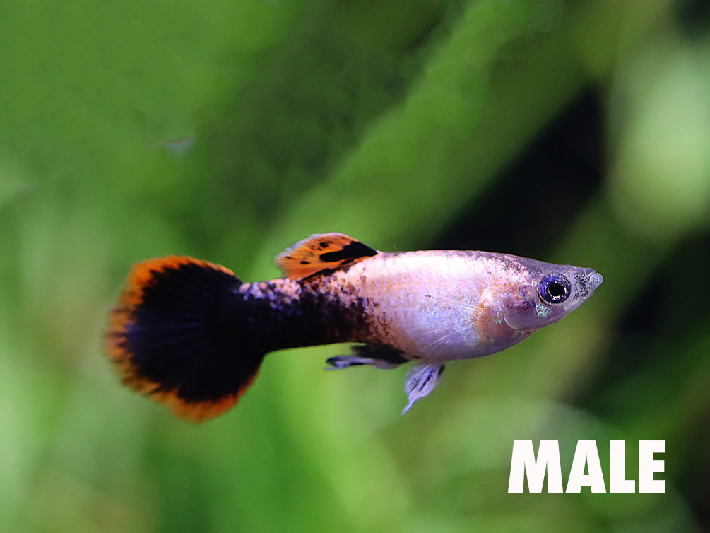 Pink Tuxedo Guppy (Poecilia reticulata "Pink Tuxedo") Tank-Bred!