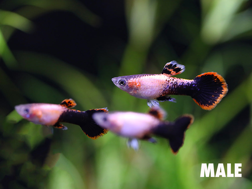 Pink Tuxedo Guppy (Poecilia reticulata "Pink Tuxedo") Tank-Bred!