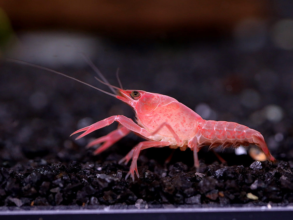 Pink Sakura Clarkii Crayfish (Procambarus clarkii var. “Sakura Pink Clarkii”) BREDBY: Aquatic Arts