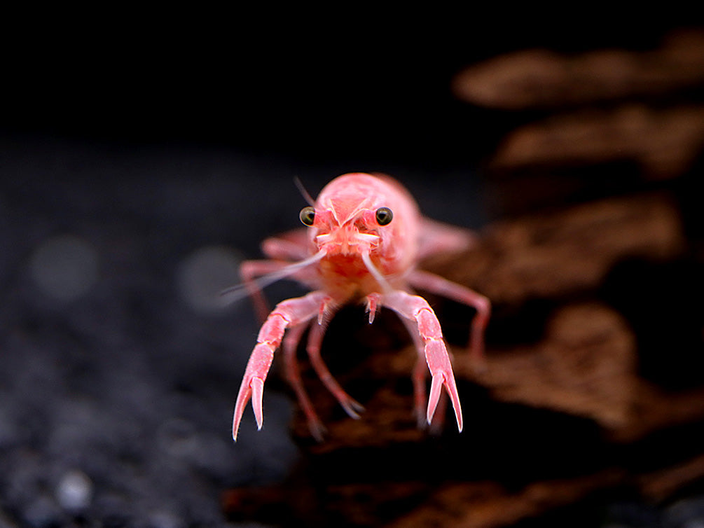 Pink Sakura Clarkii Crayfish (Procambarus clarkii var. “Sakura Pink Clarkii”) BREDBY: Aquatic Arts