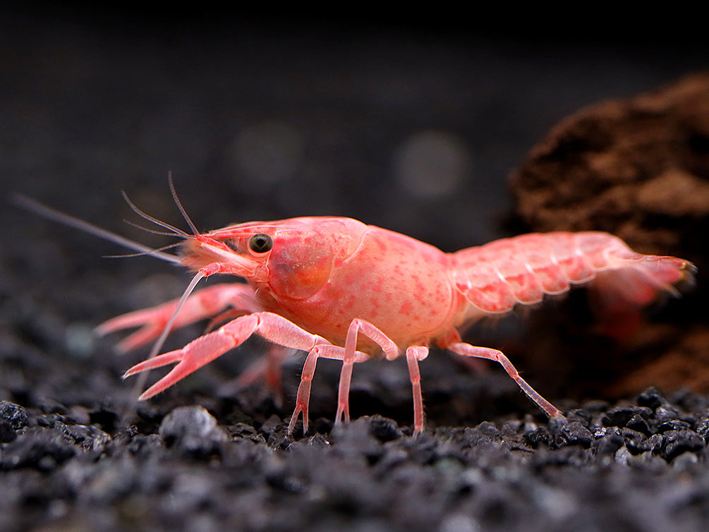 Pink Sakura Clarkii Crayfish (Procambarus clarkii var. “Sakura Pink Clarkii”) BREDBY: Aquatic Arts