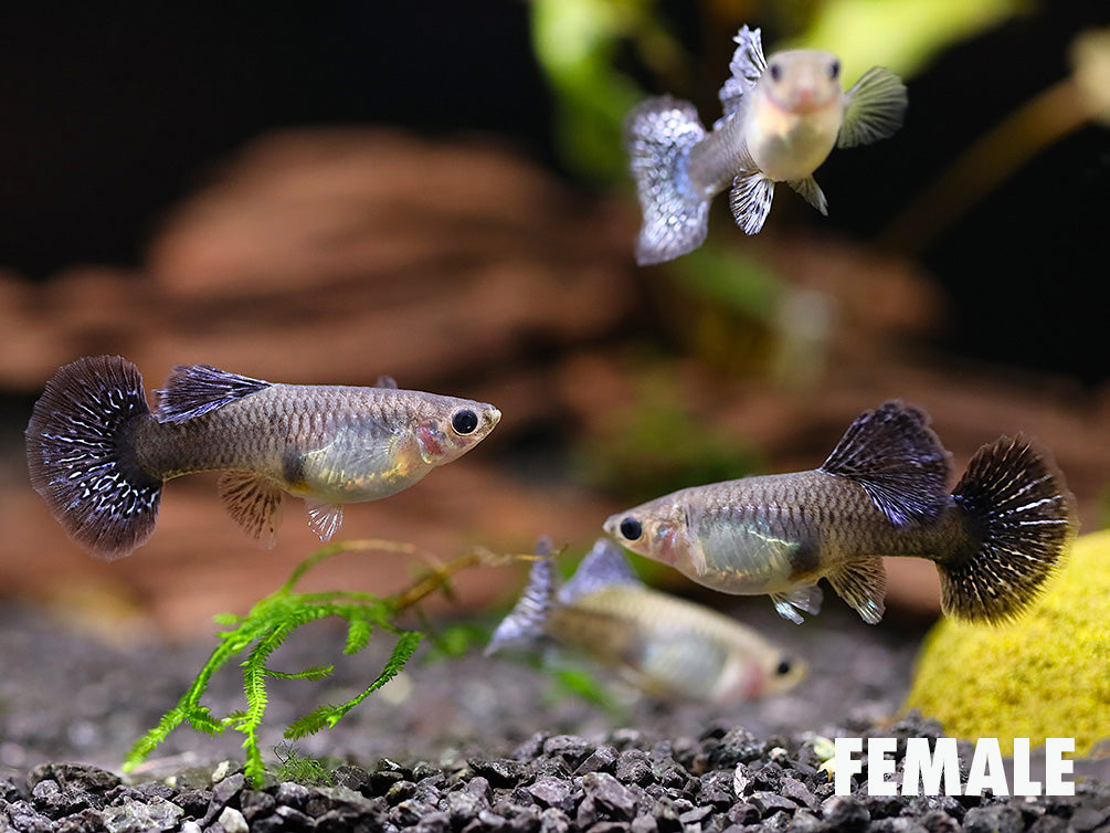 Platinum Blue Dragon Guppy (Poecilia reticulata) - Tank Bred