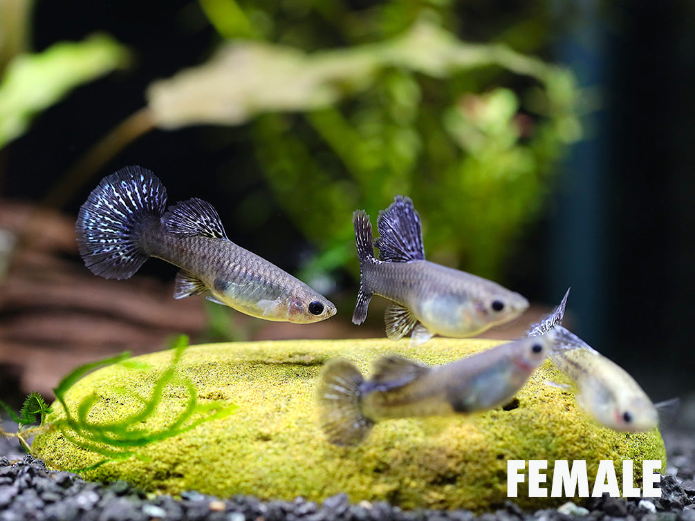 Platinum Blue Dragon Guppy (Poecilia reticulata) - Tank Bred