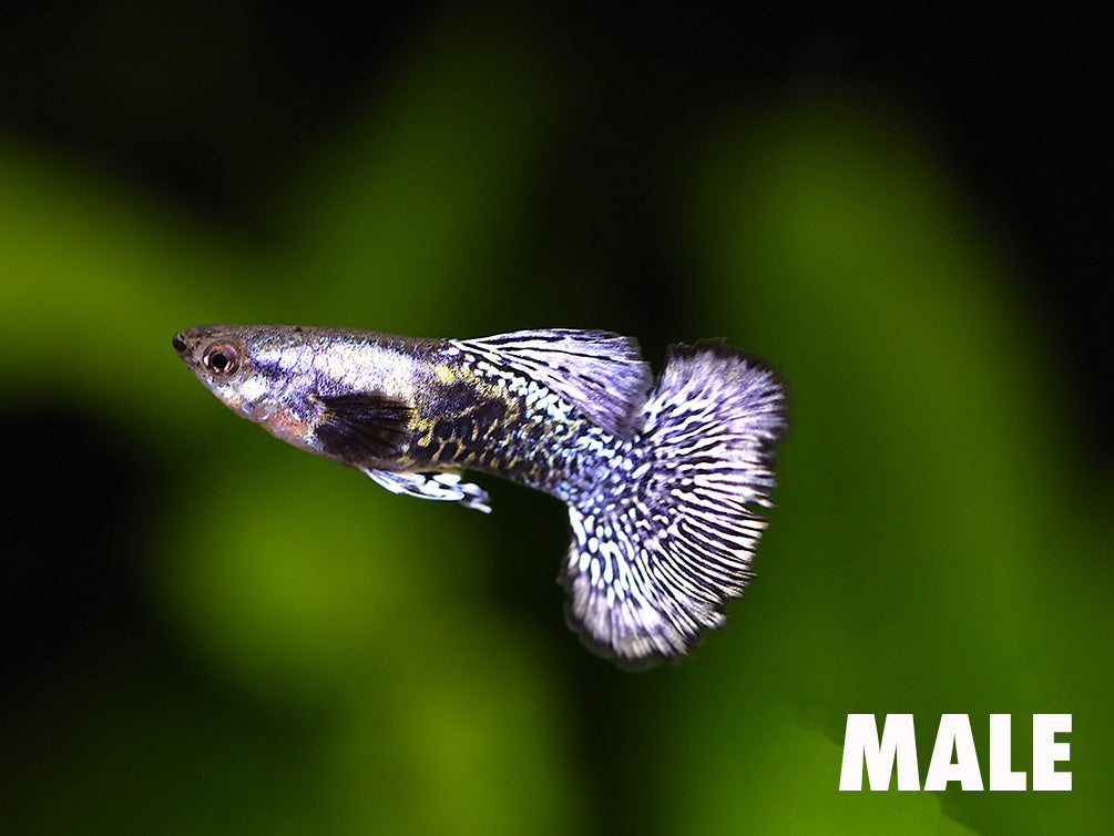 Platinum Blue Dragon Guppy (Poecilia reticulata) - Tank Bred