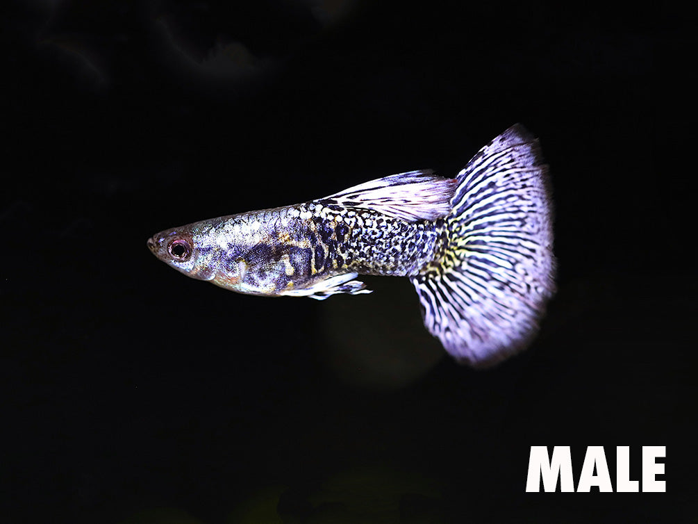Platinum Blue Dragon Guppy (Poecilia reticulata) - Tank Bred
