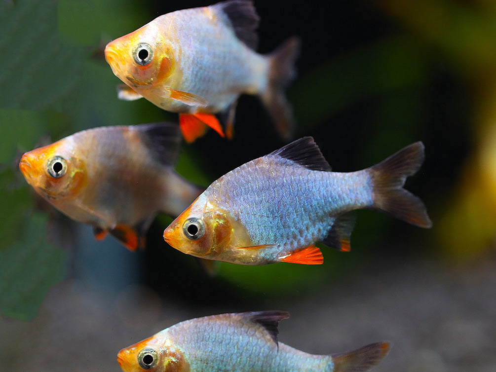 Platinum Green Tiger Barb (Puntigrus tetrazona) – Tank Bred