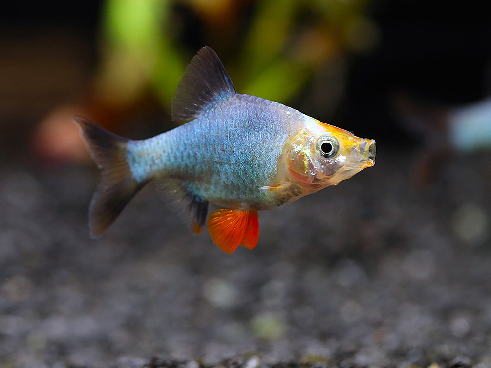 Platinum Green Tiger Barb (Puntigrus tetrazona) – Tank Bred