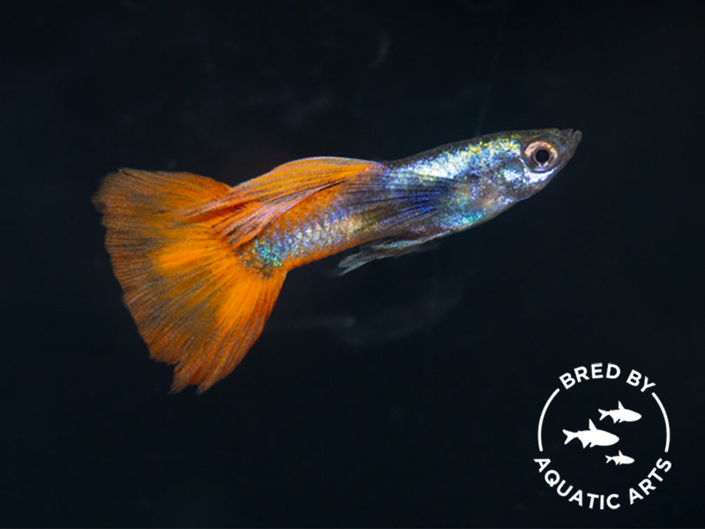 Platinum Redtail Guppy (Poecilia reticulata), BREDBY: Aquatic Arts