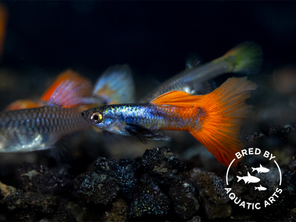 Platinum Redtail Guppy (Poecilia reticulata), BREDBY: Aquatic Arts