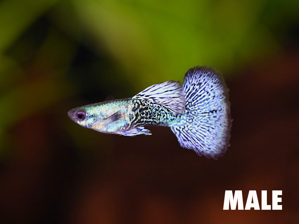 Platinum Blue Dragon Guppy (Poecilia reticulata) - Tank Bred