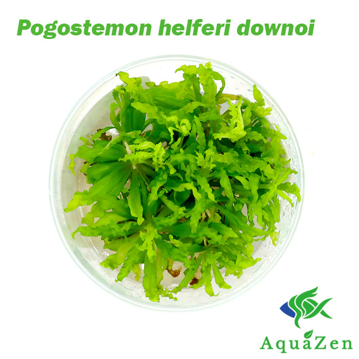 Downoi (Pogostemon helferi) Tissue Culture