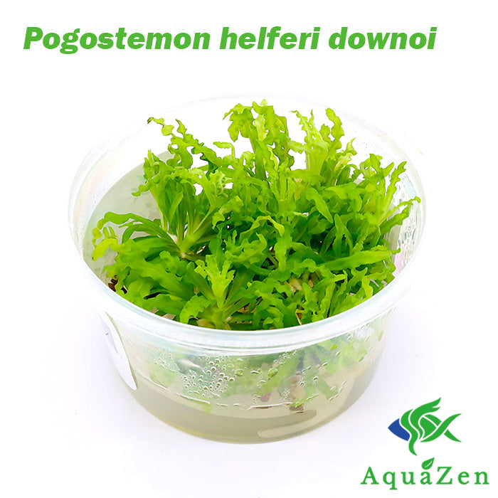 Downoi (Pogostemon helferi) Tissue Culture