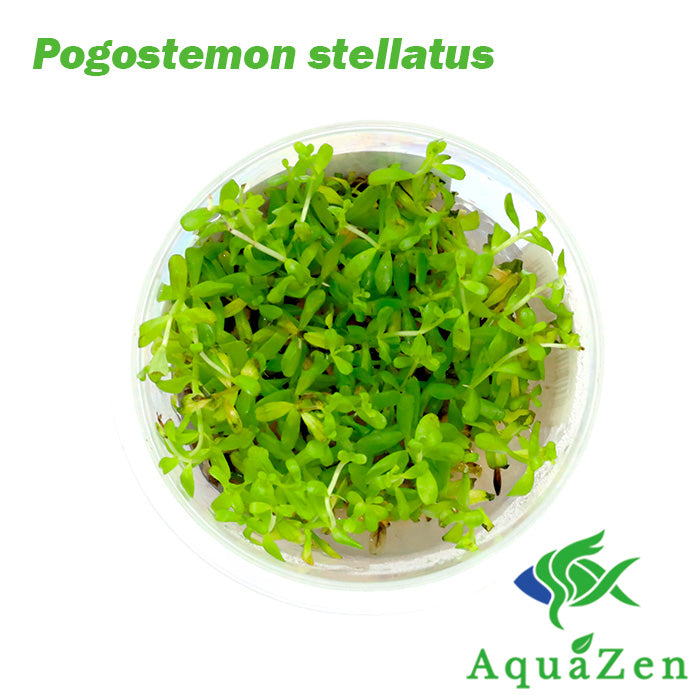 Pogostemon stellatus 'Octopus' - Tissue Culture