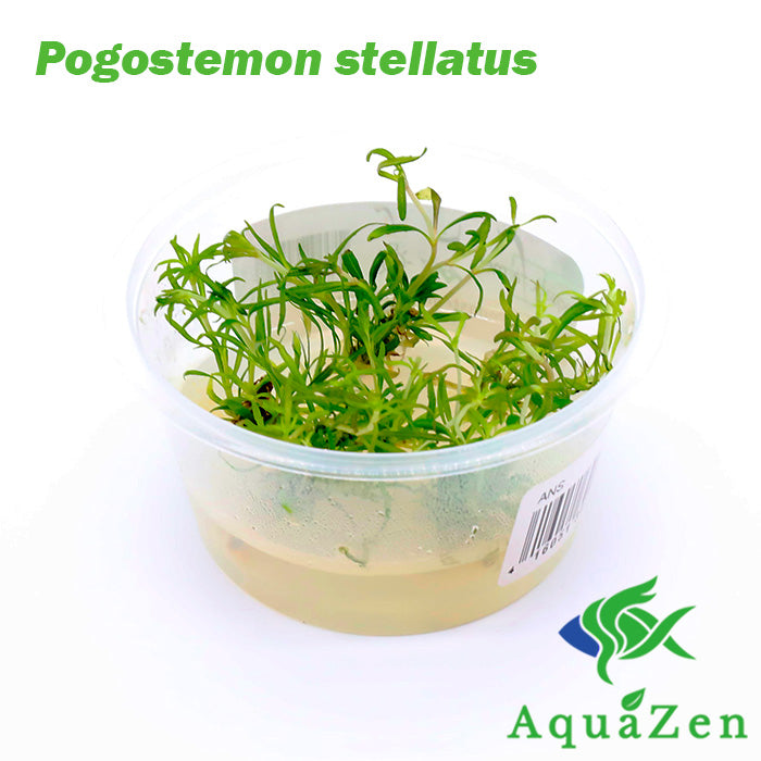 Pogostemon stellatus 'Octopus' - Tissue Culture