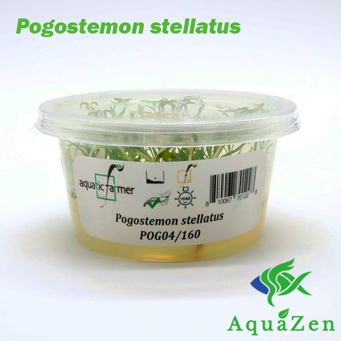 Pogostemon stellatus 'Octopus' - Tissue Culture