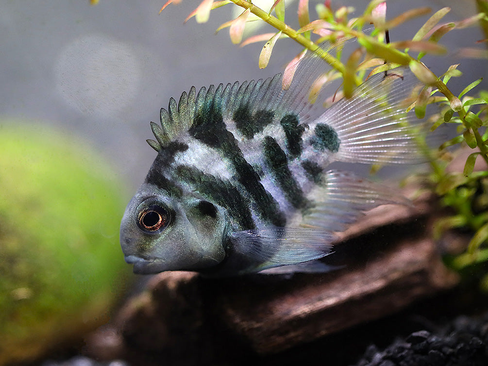 Polar Blue Parrot Cichlid (Hybrid: Blood Parrot × Convict Cichlid) – Tank Bred