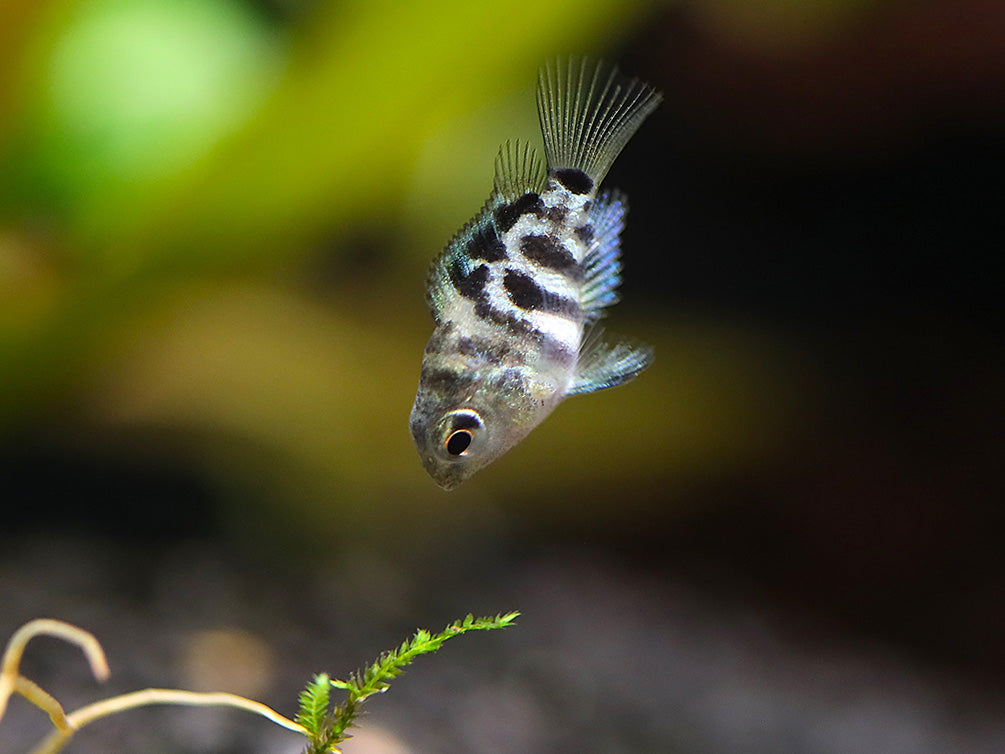 Polar Blue Parrot Cichlid (Hybrid: Blood Parrot × Convict Cichlid) – Tank Bred