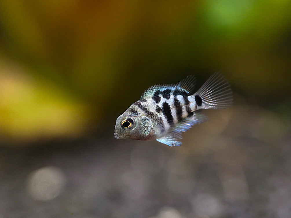 Polar Blue Parrot Cichlid (Hybrid: Blood Parrot × Convict Cichlid) – Tank Bred