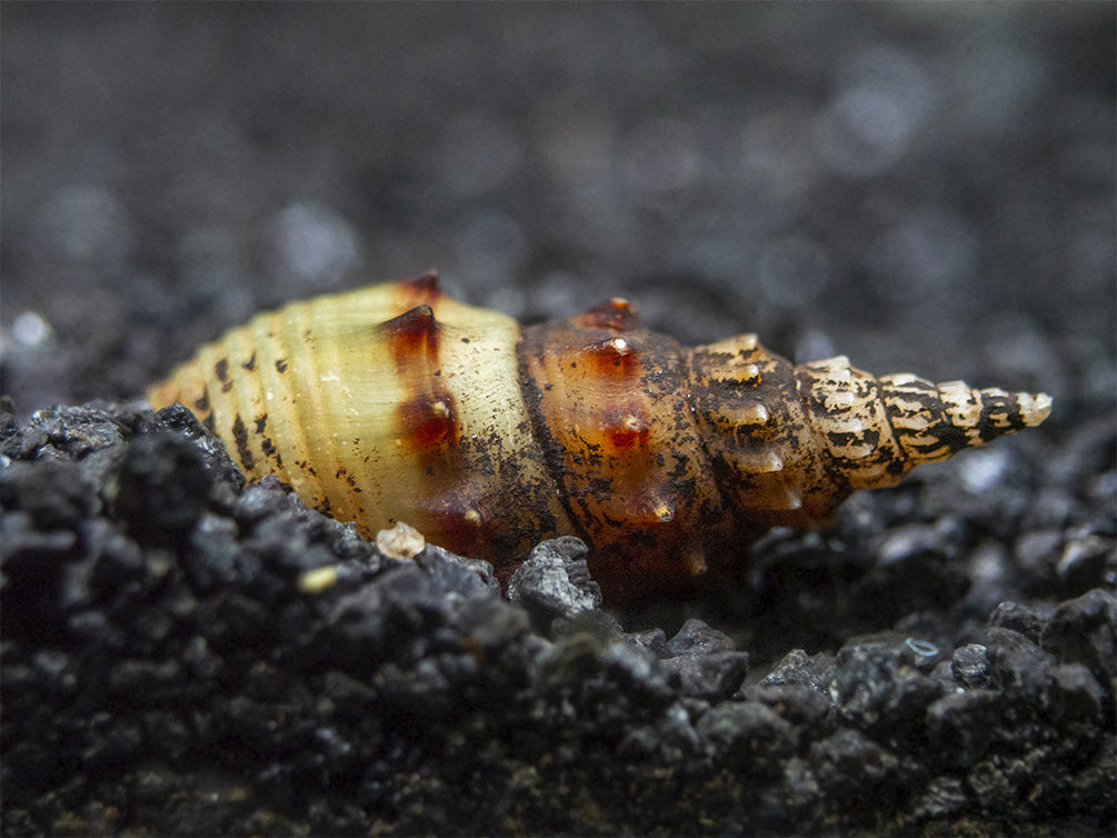 Prambanan Snail (Thiara winteri)