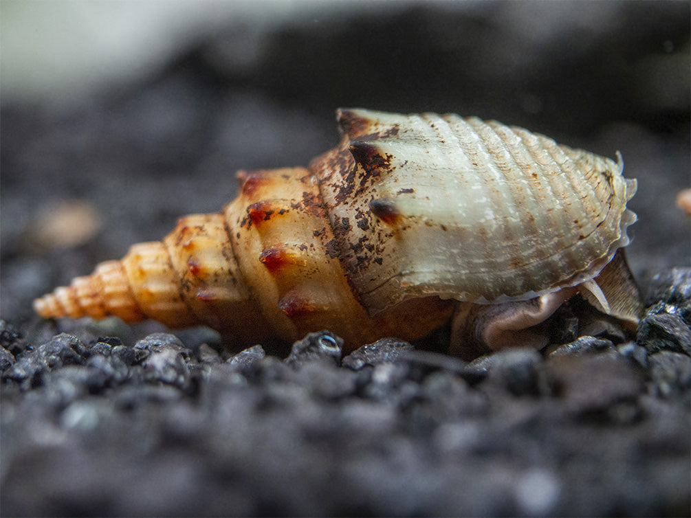 Prambanan Snail (Thiara winteri)