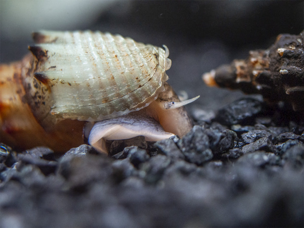 Prambanan Snail (Thiara winteri)