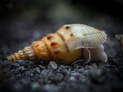 Prambanan Snail (Thiara winteri)