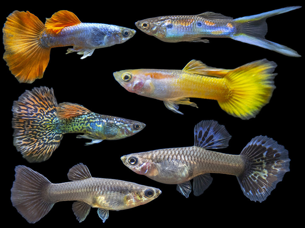 Assorted Fancy Guppy Culls (Poecilia reticulata ), Males and Females - Bredby Aquatic Arts