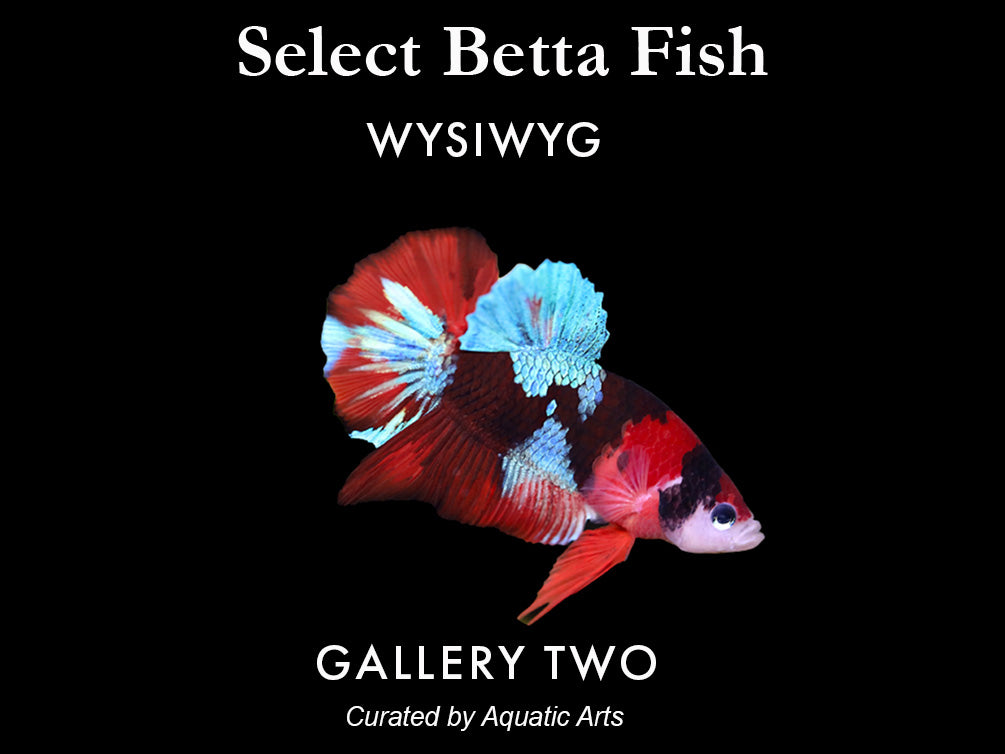 fish accessories online shopping bnafes Net for Fish Tank,2.5 Inch Deep Mesh Scooper with Extendable Handle up to 15.7 Inches Long Large Scoop, Telescopic Pond Skimmer Nets for Cleaning Tanks as Aquarium Aquatic Dcor Live and faux plants and dcor inspired by your imagination to personalize your underwater world Aquarium & Fish Tank Supplies