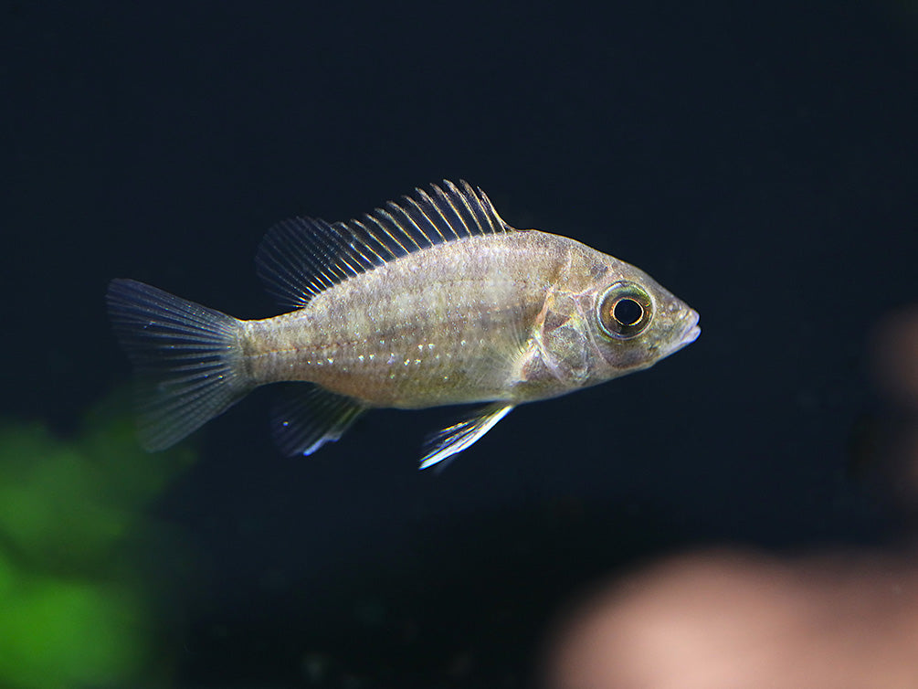 Ptychochromis grandidieri Cichlid – Locally Bred