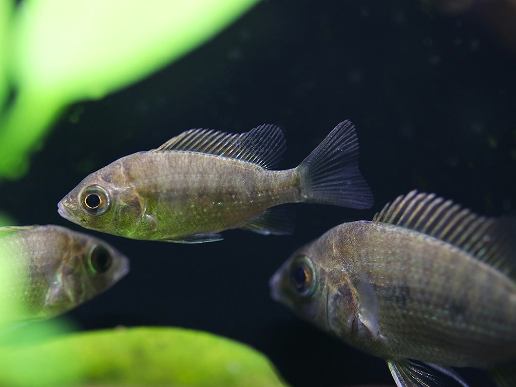 Ptychochromis grandidieri Cichlid – Locally Bred