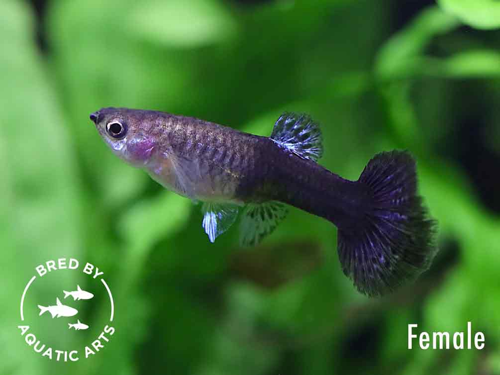 Purple Dragon Guppy (Poecilia reticulata), BREDBY: AQUATIC ARTS