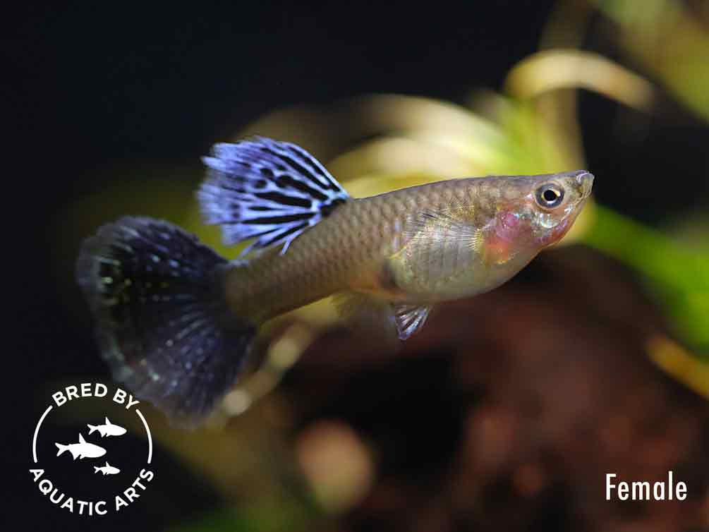 Purple Dragon Guppy (Poecilia reticulata), BREDBY: AQUATIC ARTS