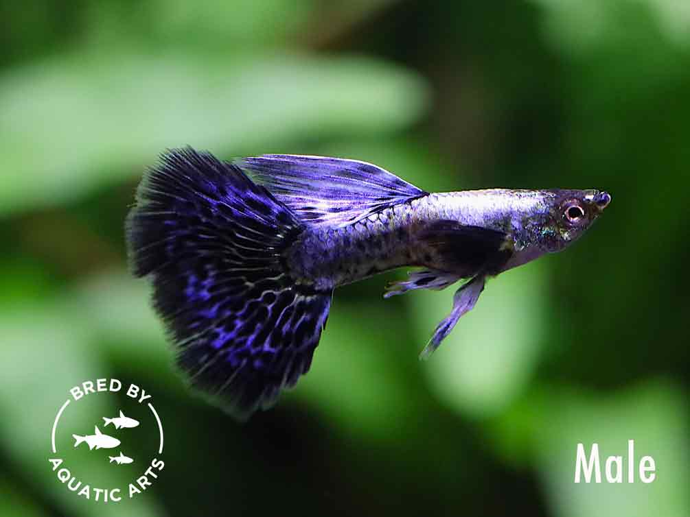 Purple Dragon Guppy (Poecilia reticulata), BREDBY: AQUATIC ARTS