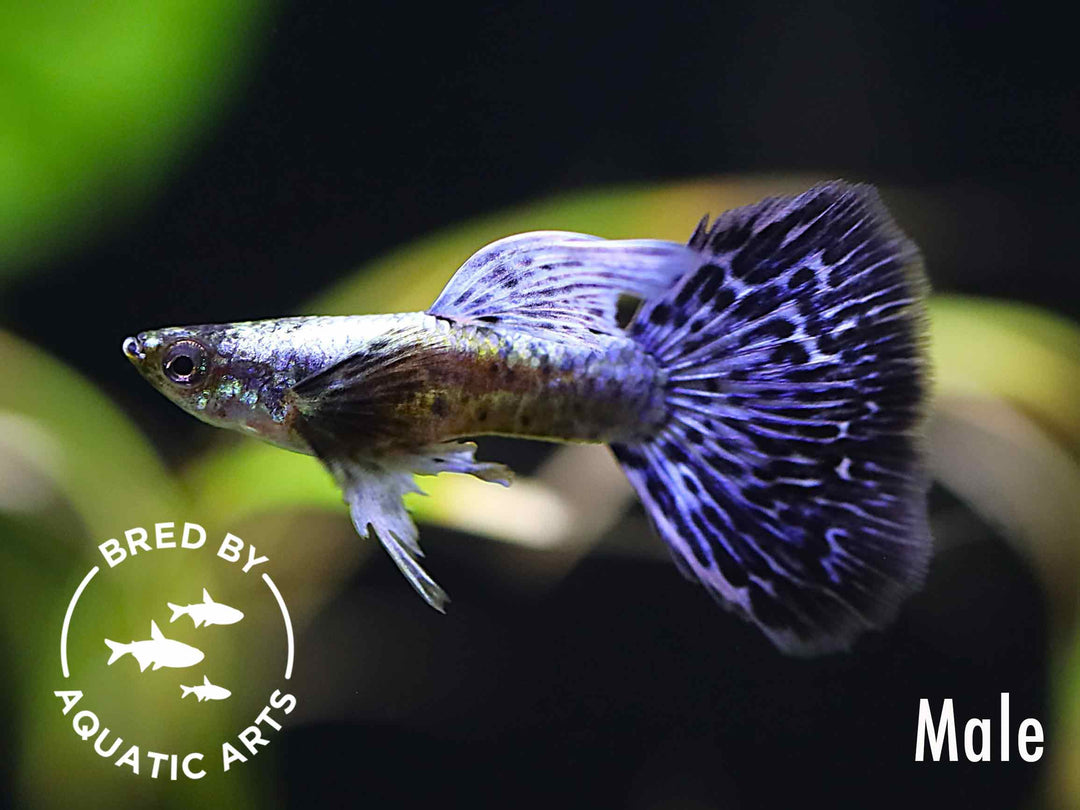 Purple Dragon Guppy (Poecilia reticulata), BREDBY: AQUATIC ARTS