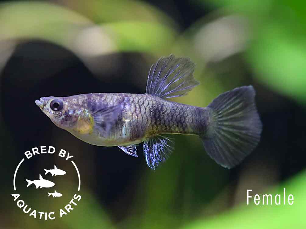 Purple Tiger Guppy (Poecilia reticulata) – Bred by Aquatic Arts