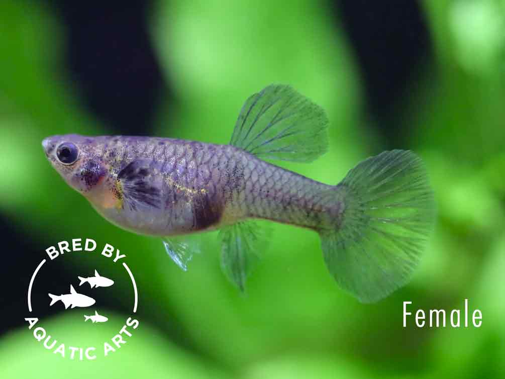 Purple Tiger Guppy (Poecilia reticulata) – Bred by Aquatic Arts