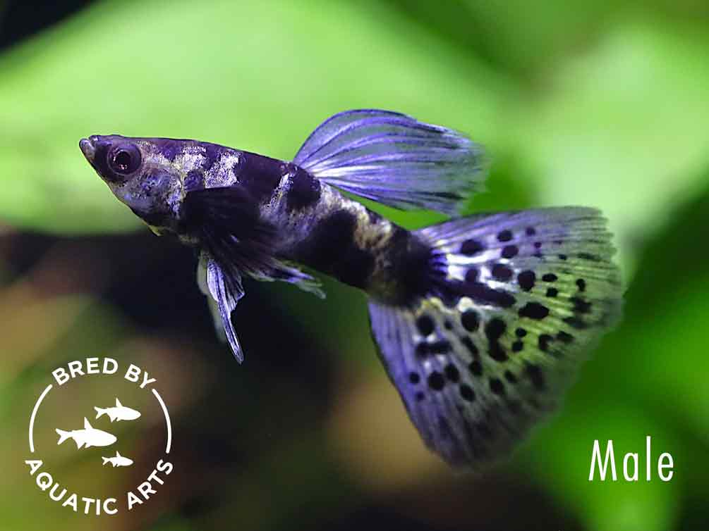Purple Tiger Guppy (Poecilia reticulata) – Bred by Aquatic Arts
