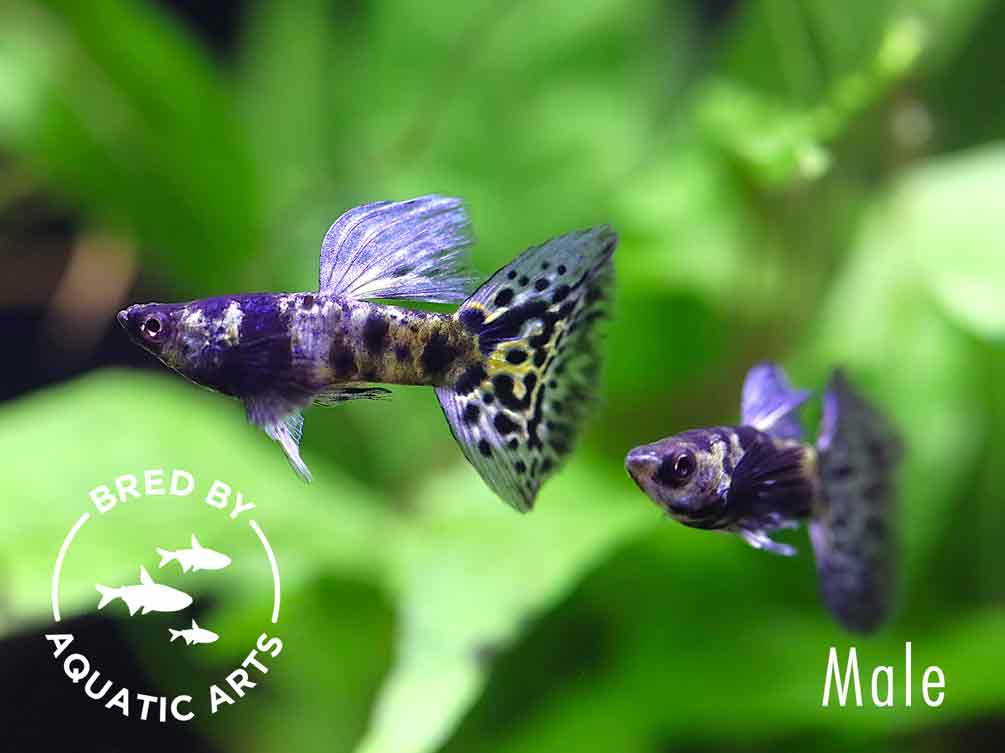 Purple Tiger Guppy (Poecilia reticulata) – Bred by Aquatic Arts