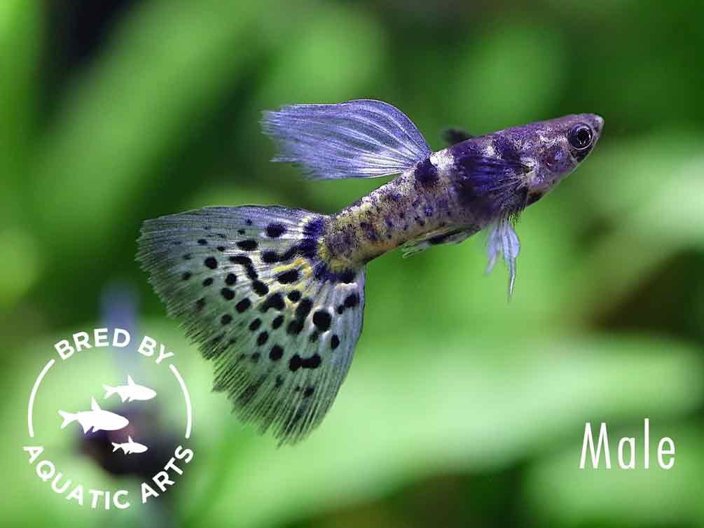 Purple Tiger Guppy (Poecilia reticulata) – Bred by Aquatic Arts